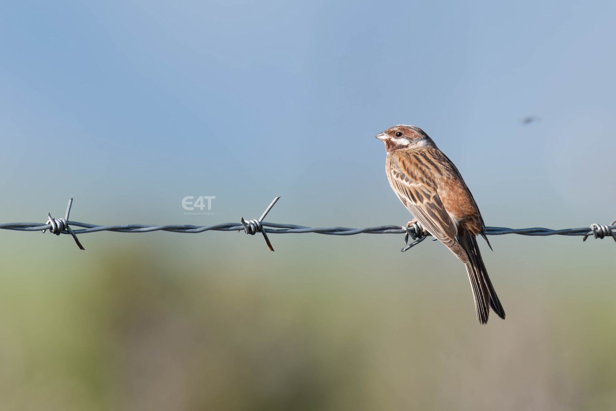 Pine Bunting - ML659232342