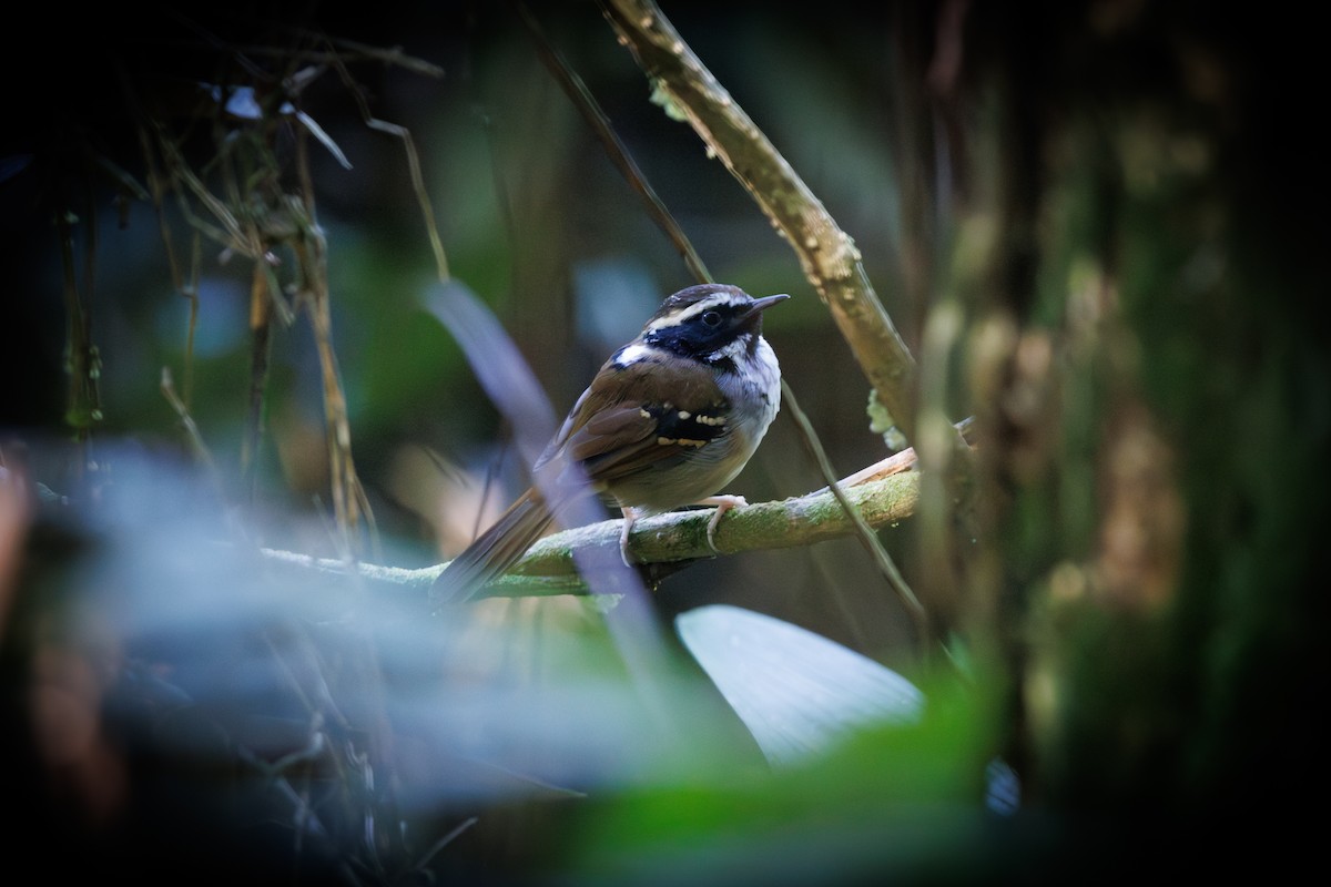 White-bibbed Antbird - ML659232343