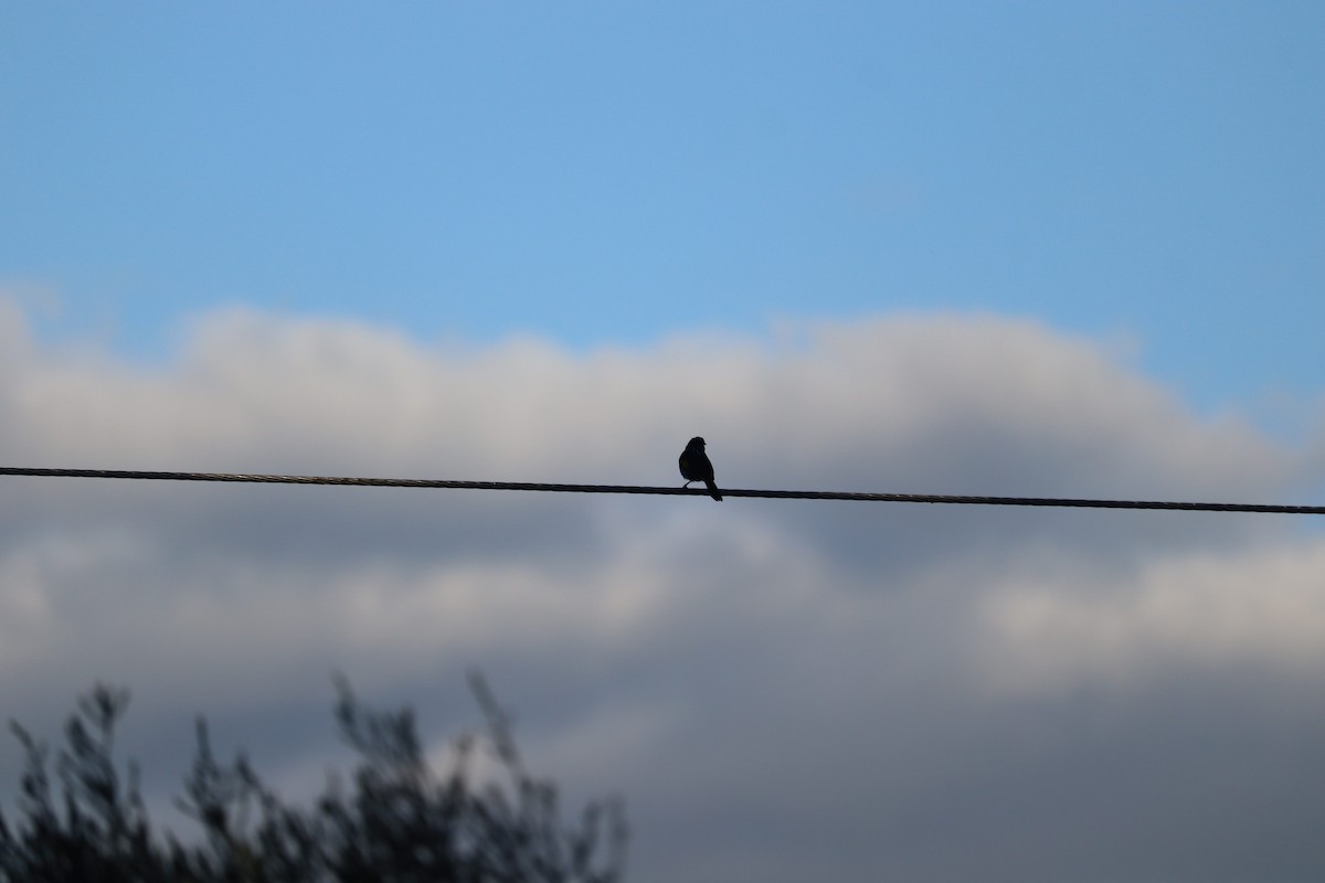 New Holland Honeyeater - ML659232344