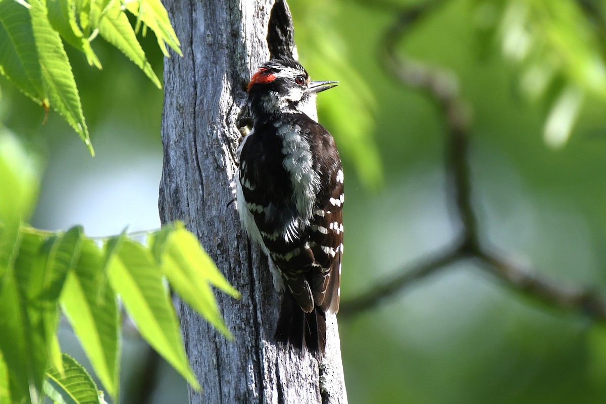 Downy Woodpecker - ML659232345