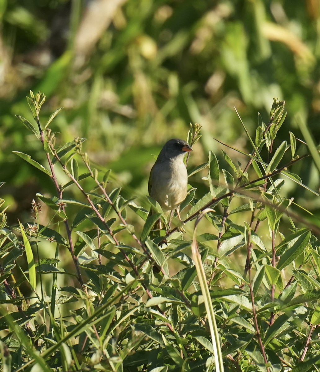 Great Pampa-Finch - ML659232346