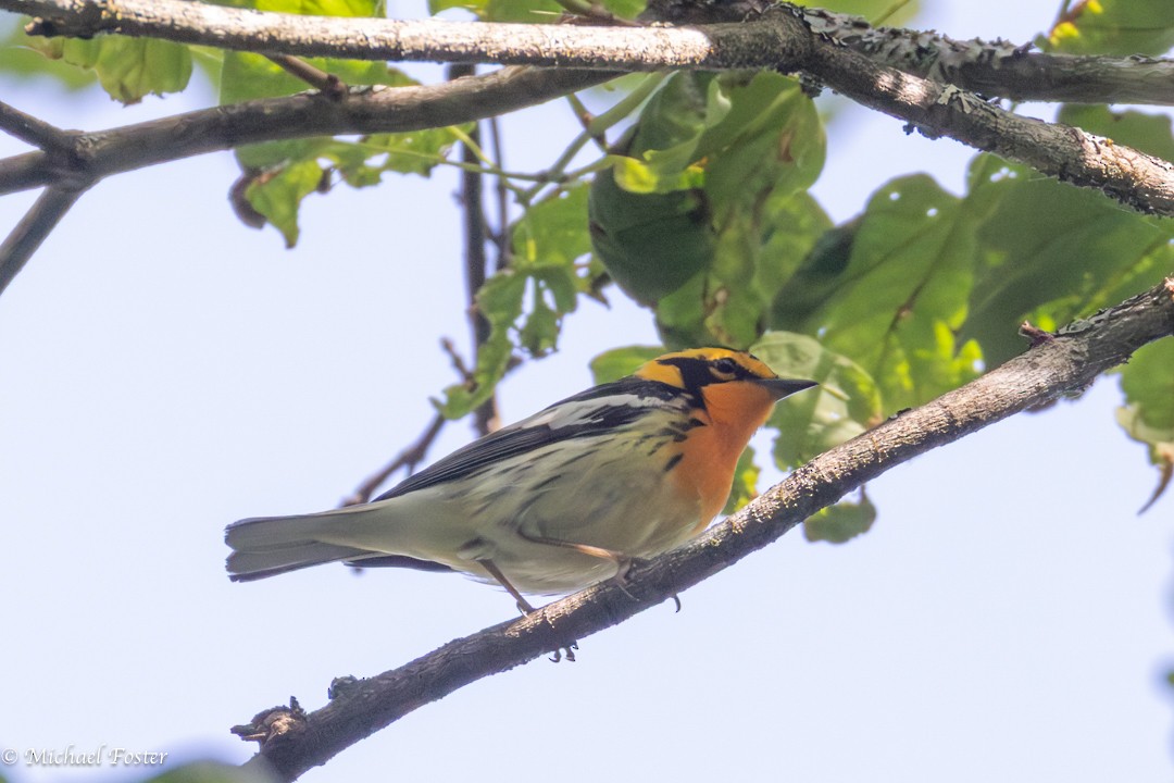 Blackburnian Warbler - ML659232347