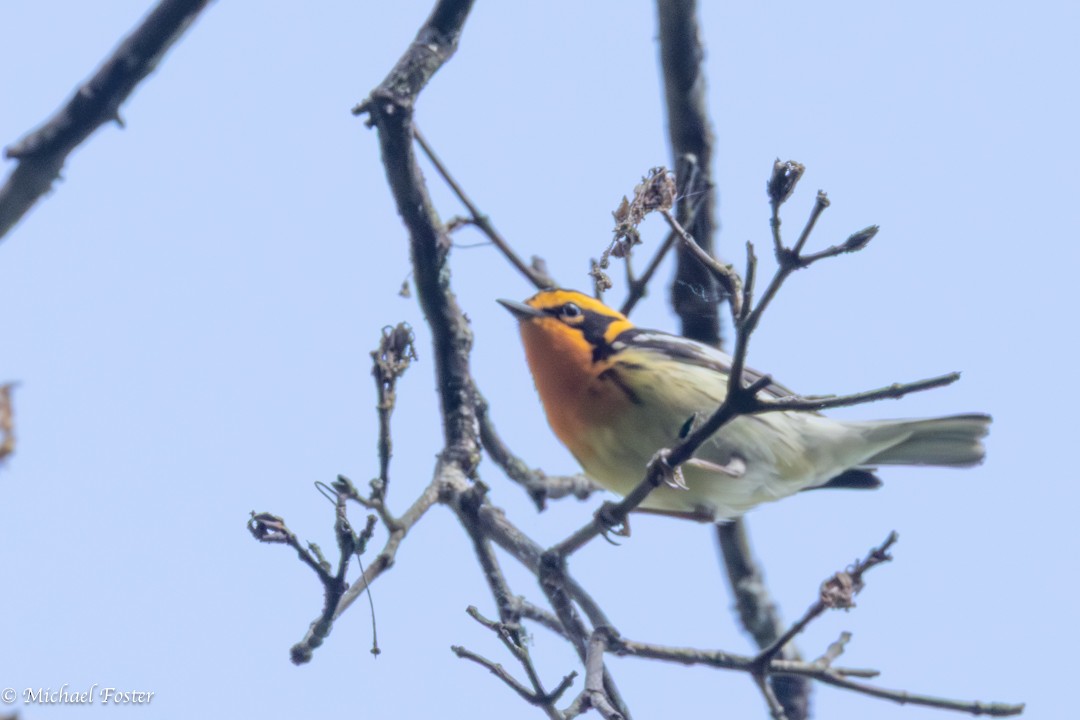 Blackburnian Warbler - ML659232348