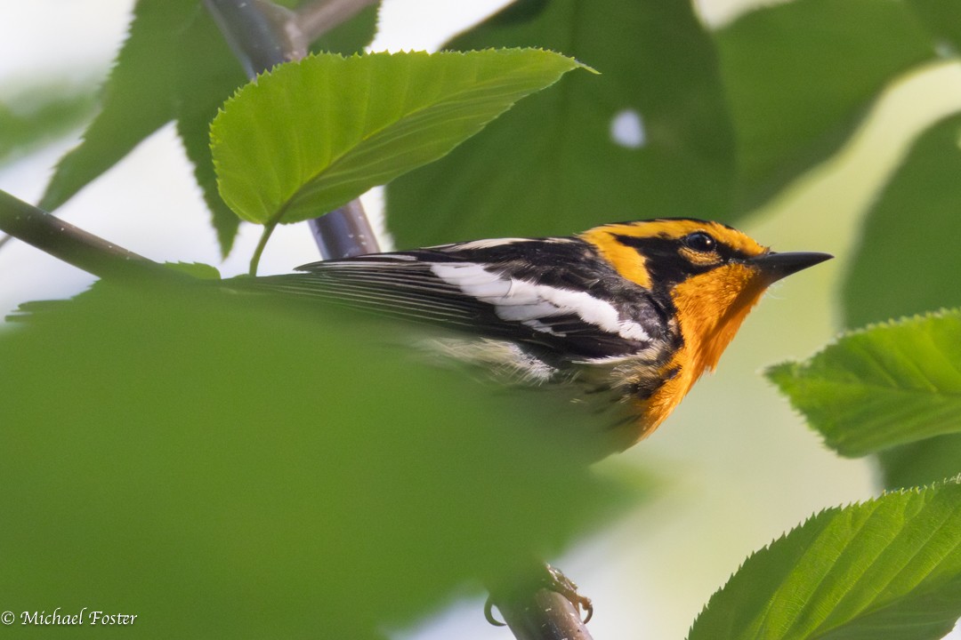 Blackburnian Warbler - ML659232349