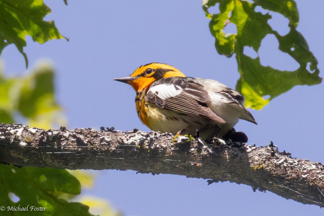 Blackburnian Warbler - ML659232350