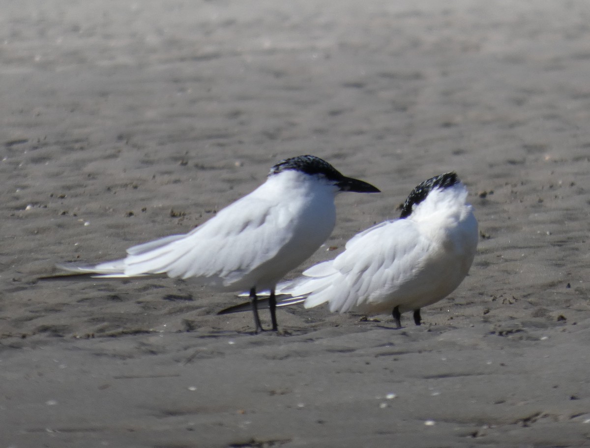 Australian Tern - ML659232351