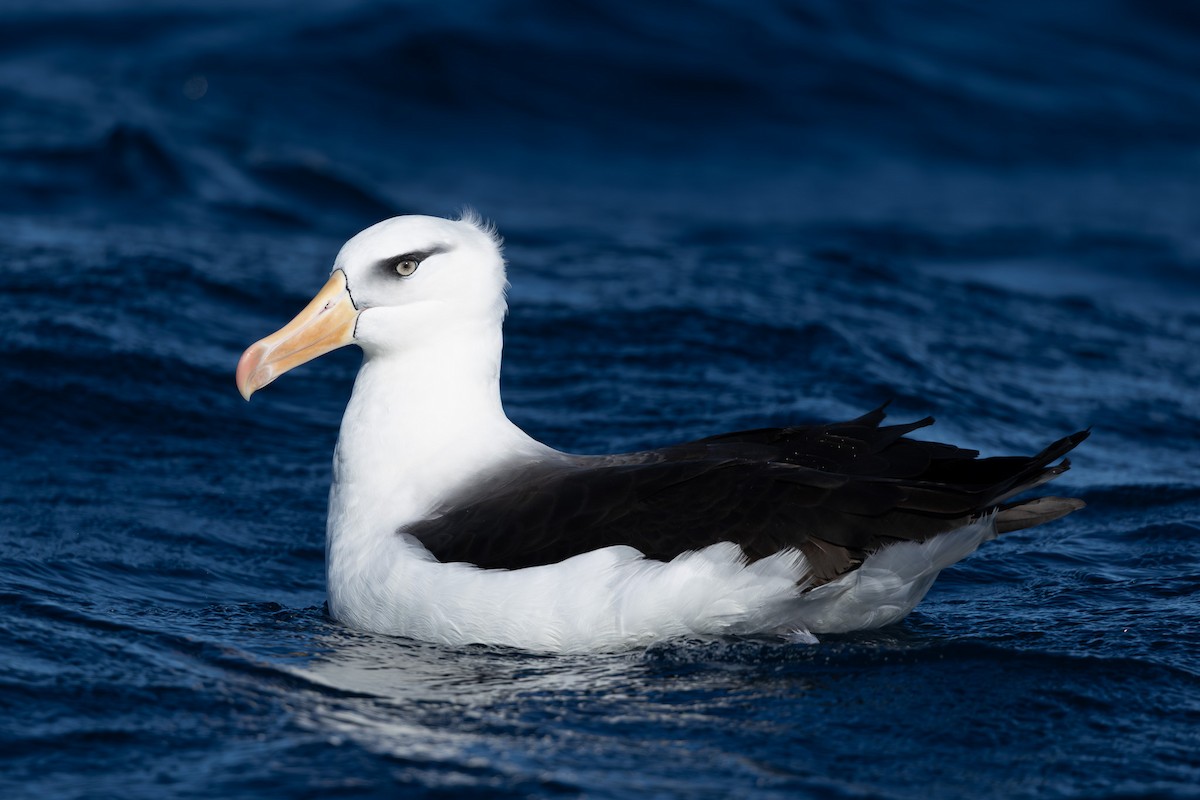 Black-browed Albatross (Campbell) - ML659232353