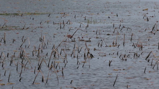 Great Crested Grebe - ML659232390
