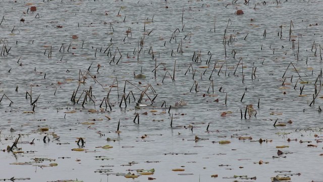 Great Crested Grebe - ML659232459