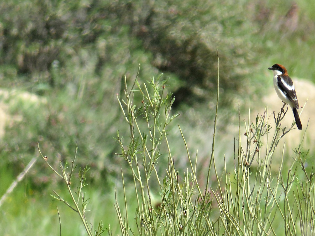 Woodchat Shrike - ML659232778