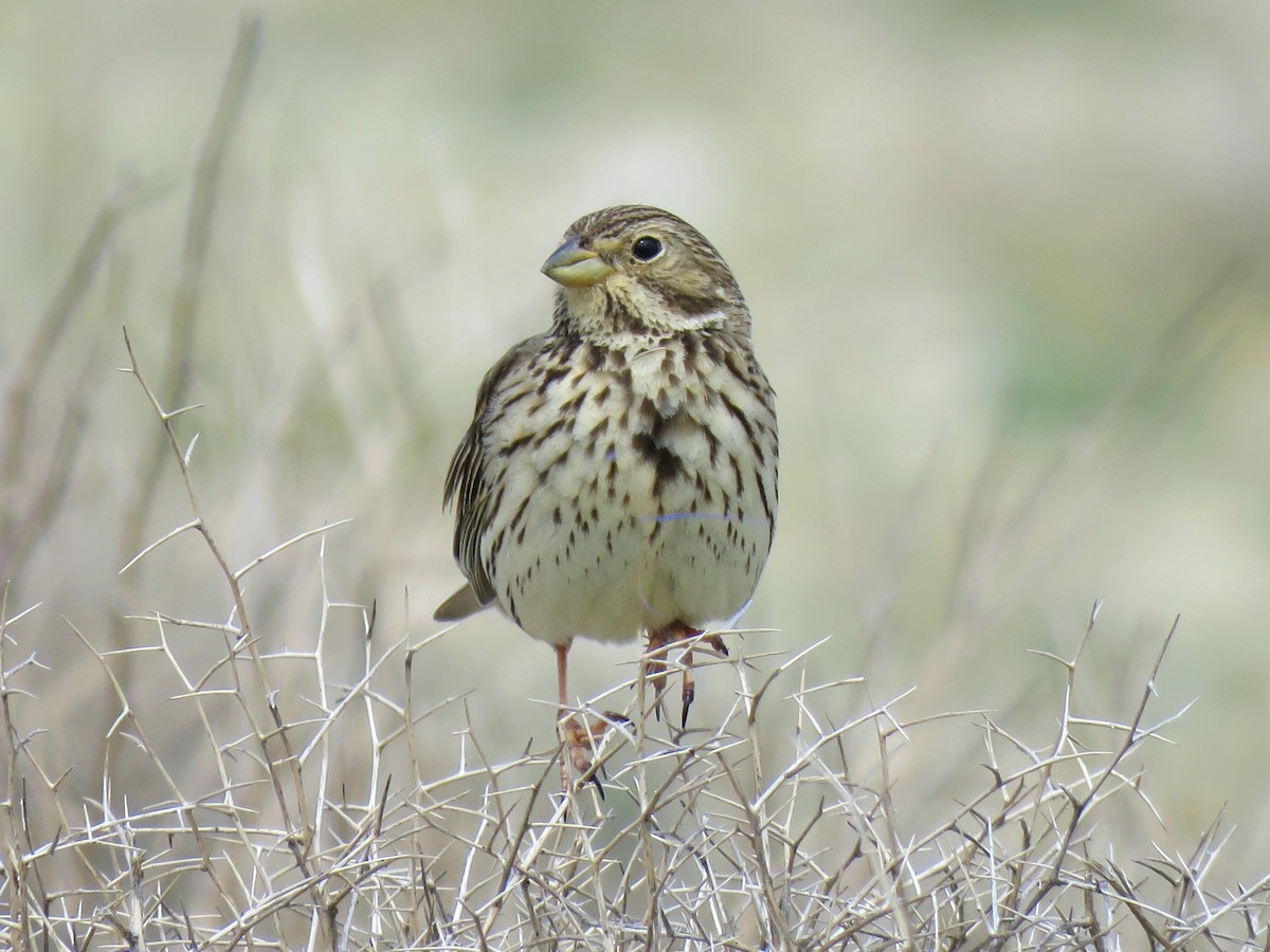Corn Bunting - ML659232791