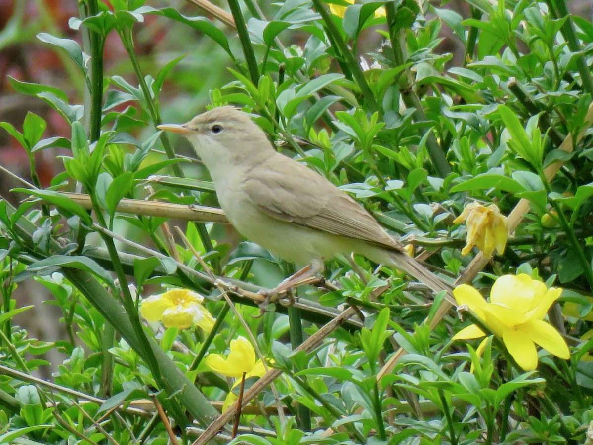 Eastern Olivaceous Warbler - ML659232834