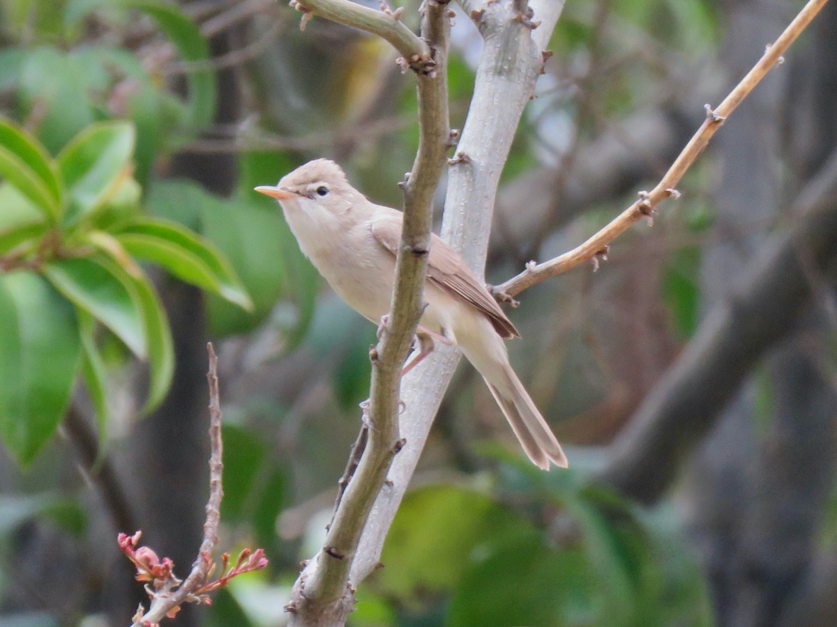 Eastern Olivaceous Warbler - ML659232839