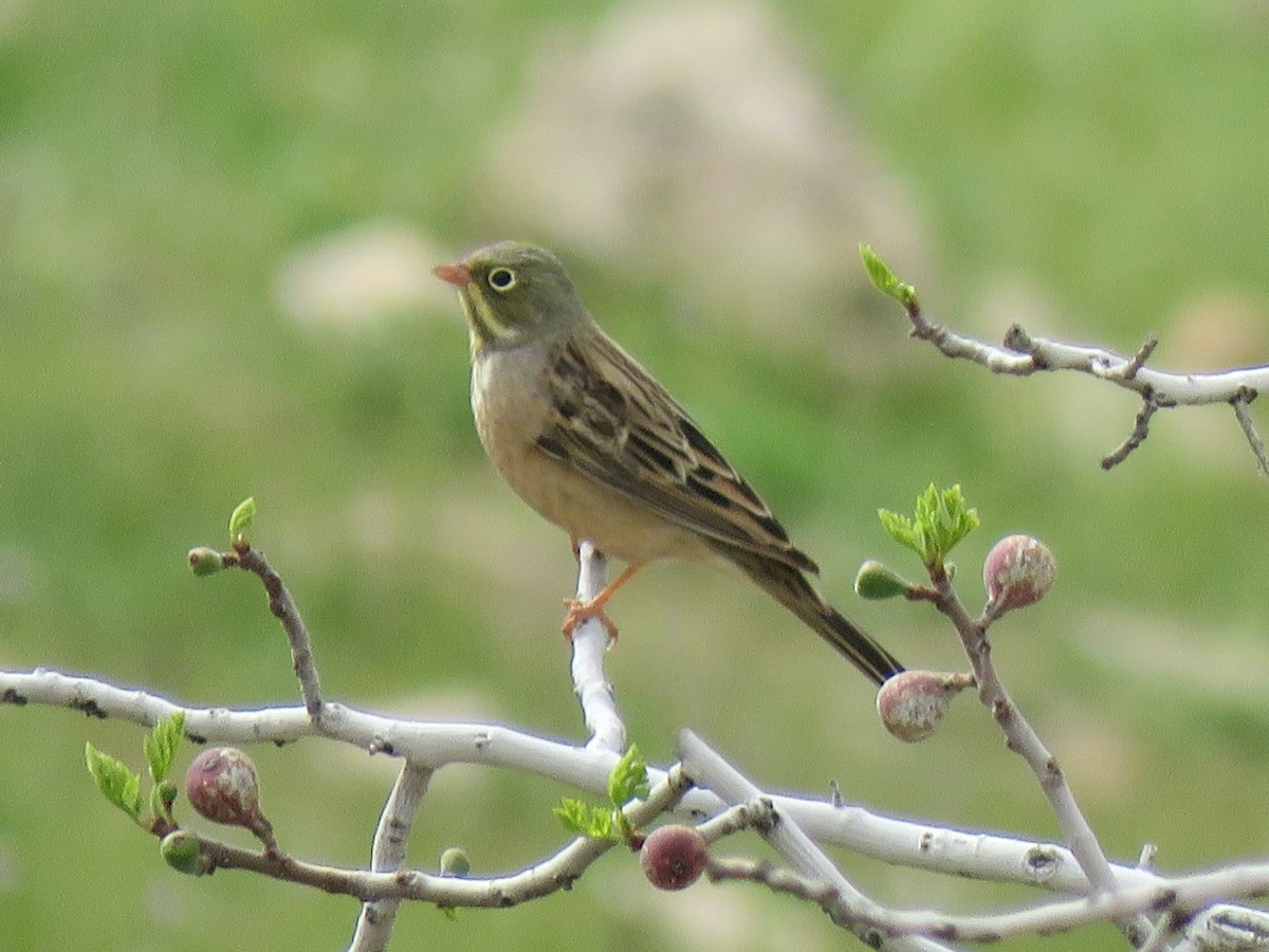 Ortolan Bunting - ML659232854