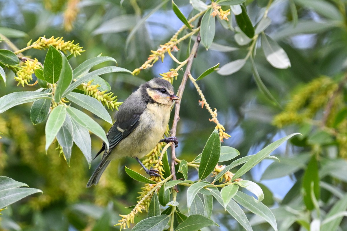 Cinciarella - ML659233107