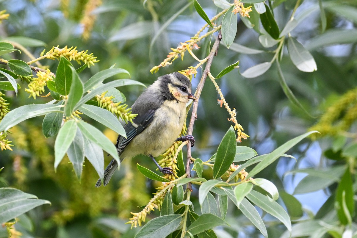Cinciarella - ML659233108