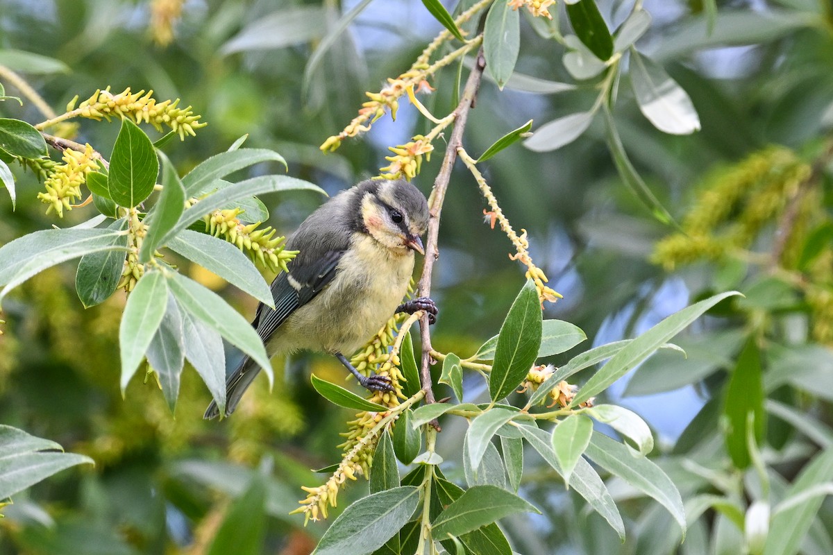 Cinciarella - ML659233109