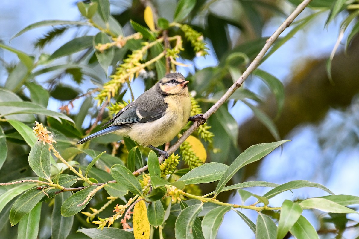 Cinciarella - ML659233111