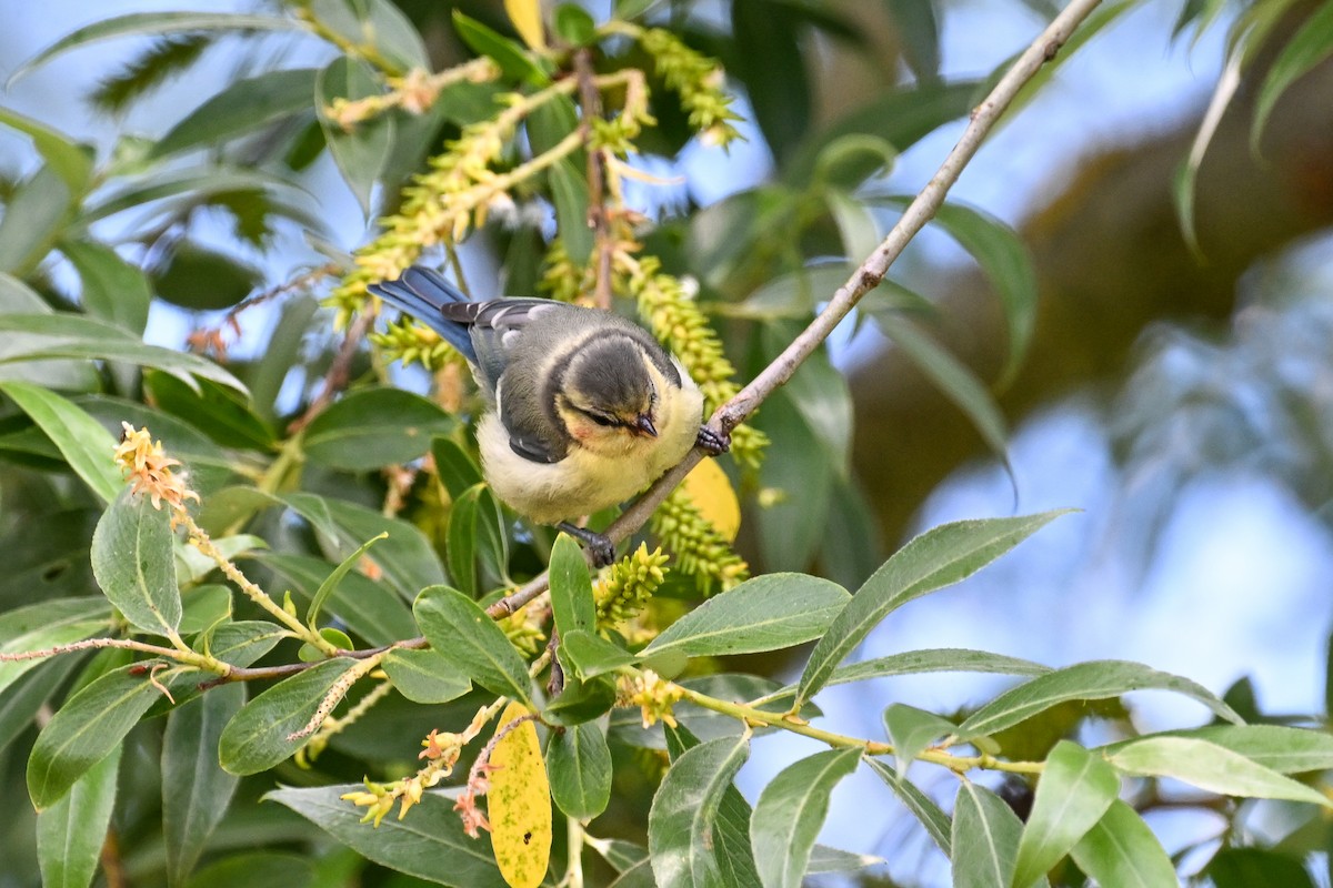 Cinciarella - ML659233116