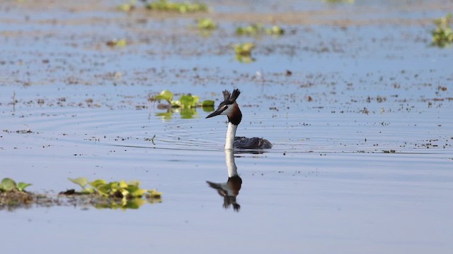 Great Crested Grebe - ML659233351