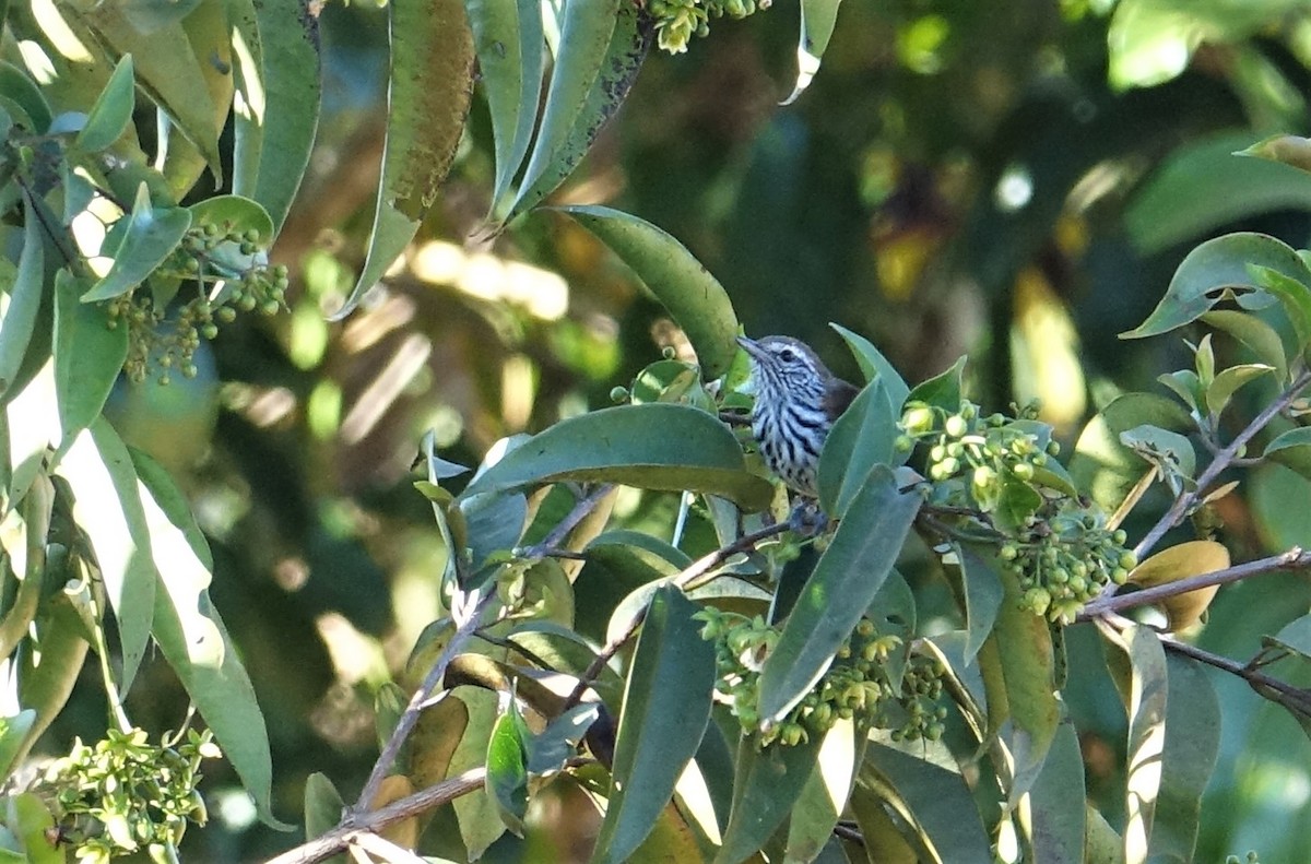 Rusty-backed Antwren - Ottavio Janni