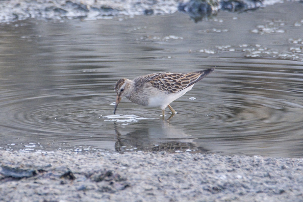 Pectoral Sandpiper - ML659234514