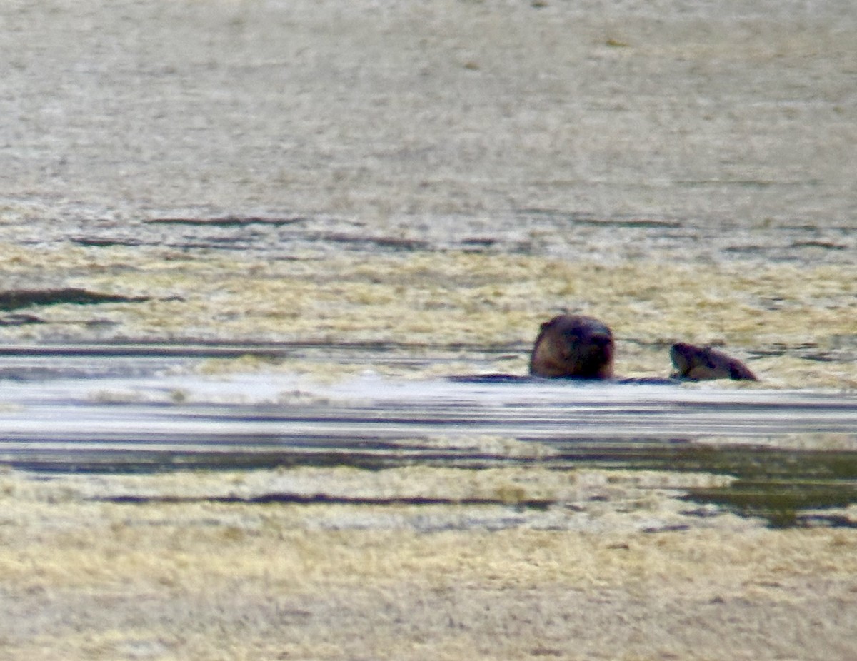 Loutre du Canada - ML659234640