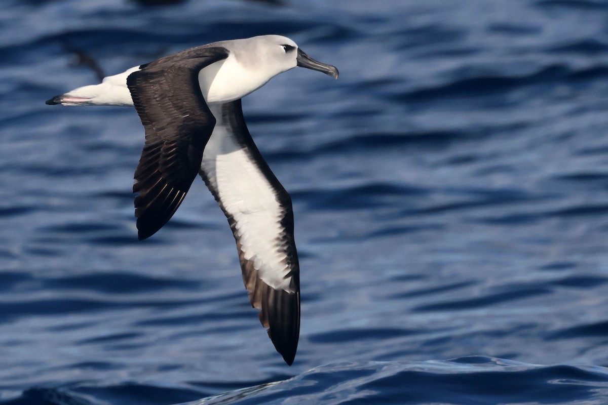 Atlantic Yellow-nosed Albatross - ML659235003