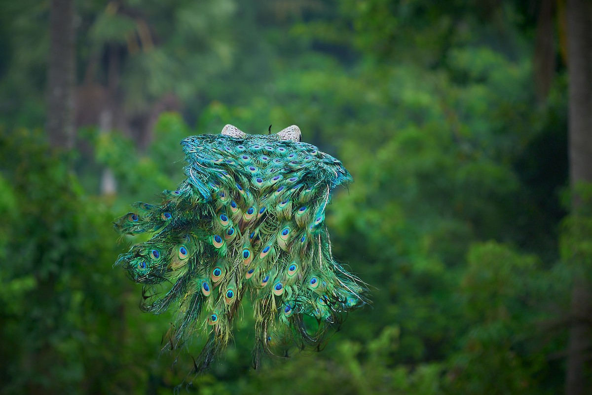 Indian Peafowl - ML659235126