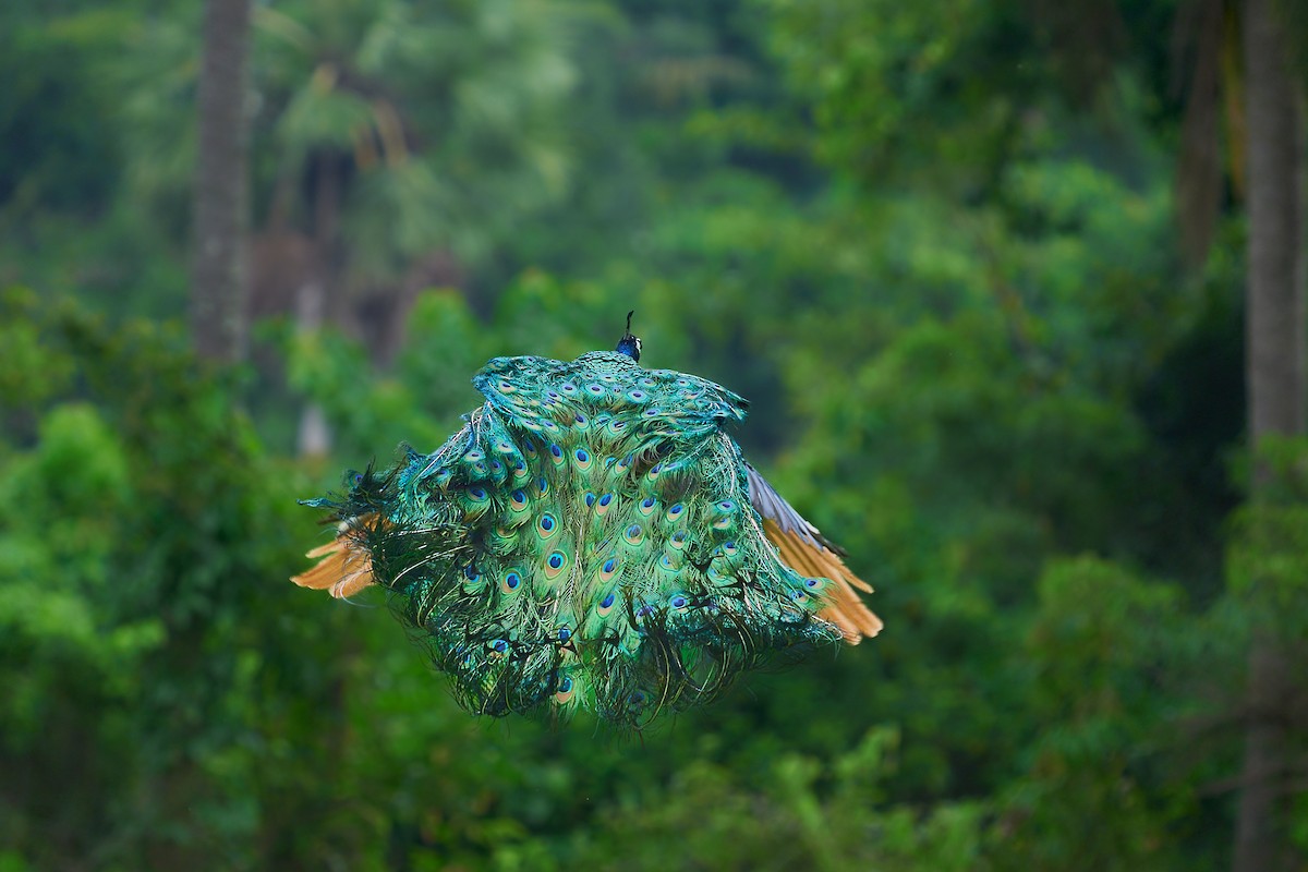 Indian Peafowl - ML659235127