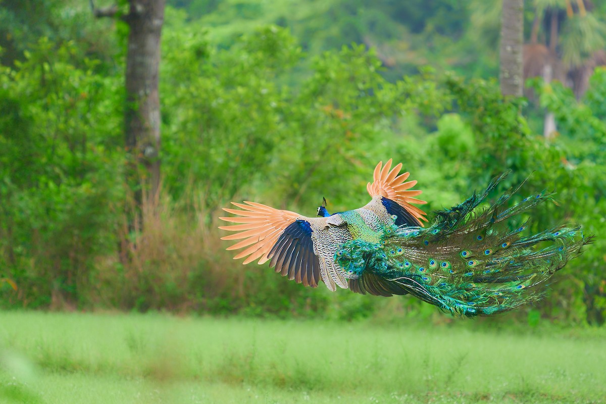 Indian Peafowl - ML659235128