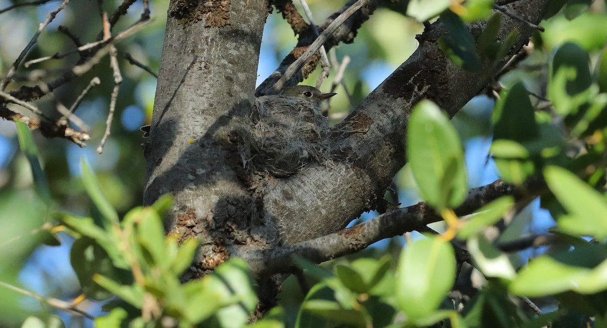Dusky Flycatcher - ML659235291