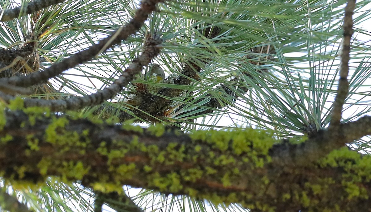 Lawrence's Goldfinch - ML659235542