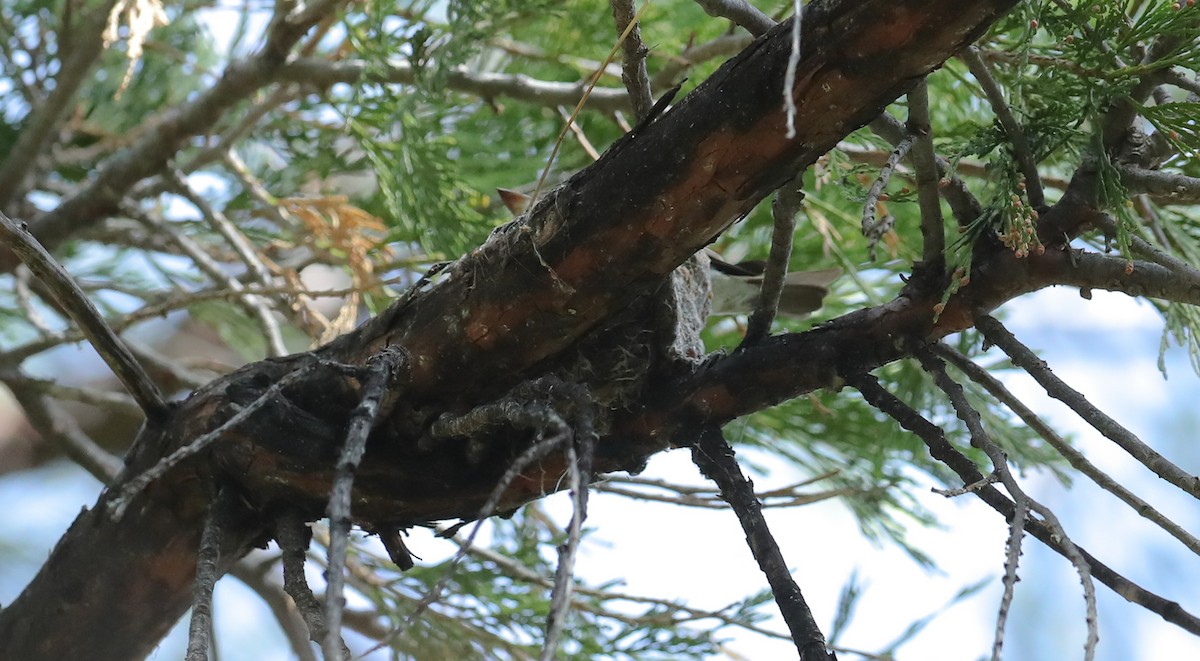 Western Wood-Pewee - ML659235832