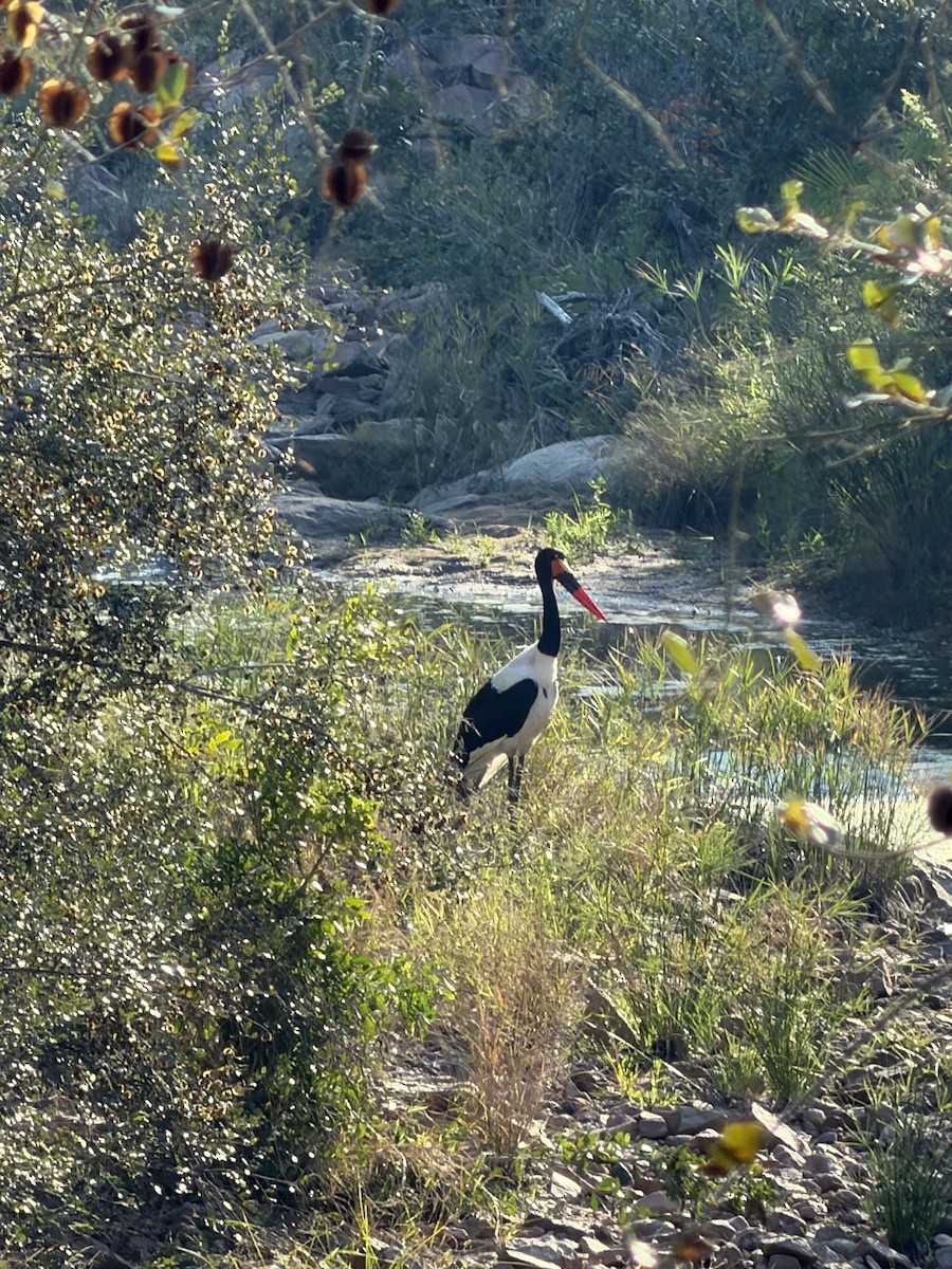 Saddle-billed Stork - ML659235936