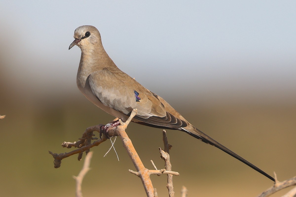Namaqua Dove - ML659236949