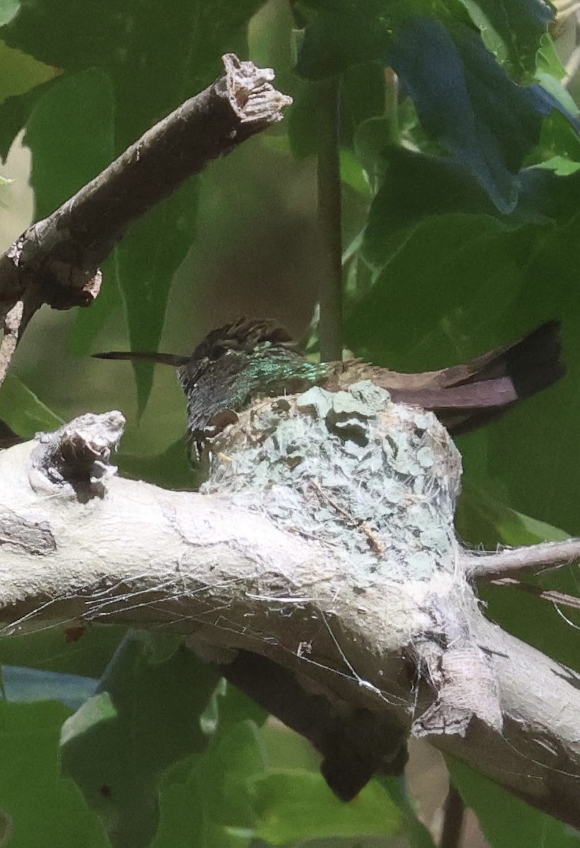 Berylline Hummingbird - ML659237270
