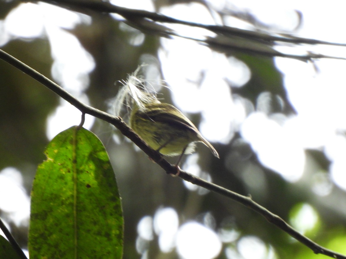 Mosquerito Piquicurvo Sureño - ML659237521