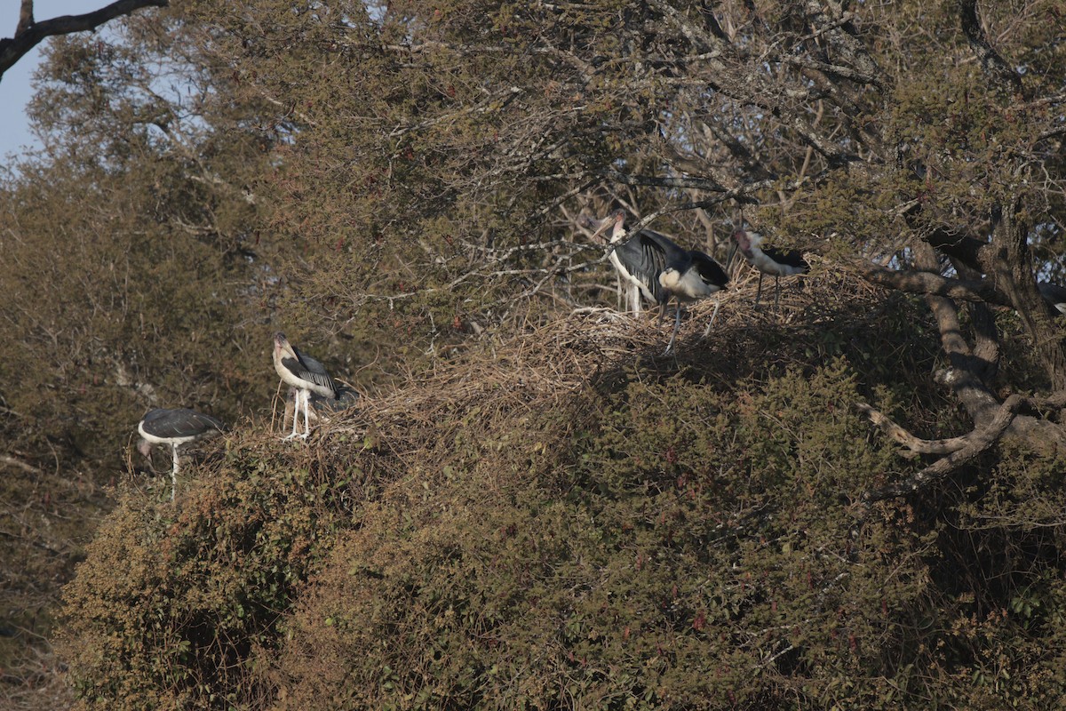 marabu africký - ML659237541