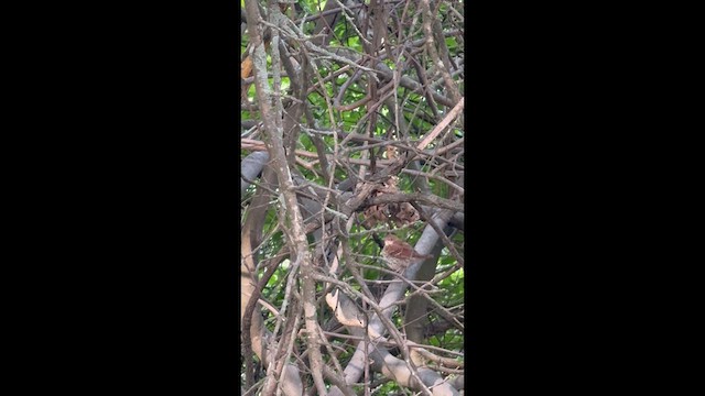 Brown Thrasher - ML659237661