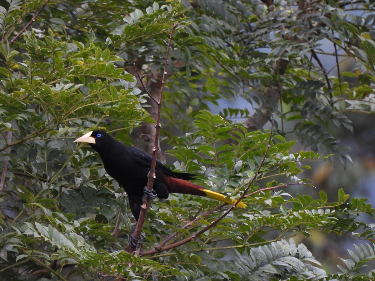 Cacique Crestado - ML659237665