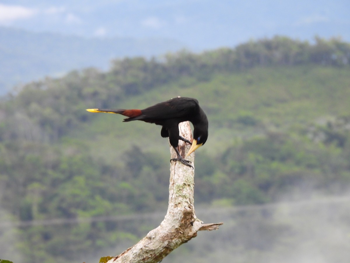 Cacique Crestado - ML659237666
