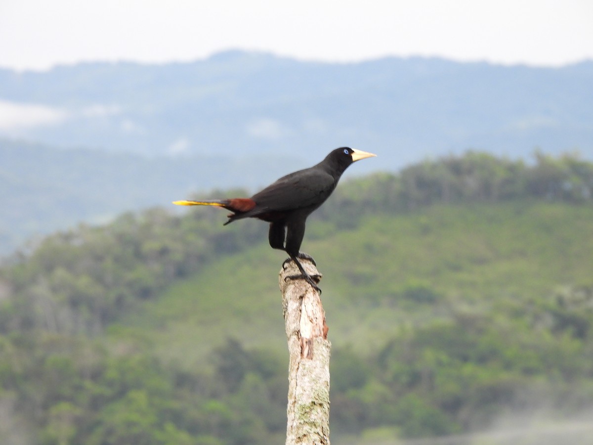 Cacique Crestado - ML659237667