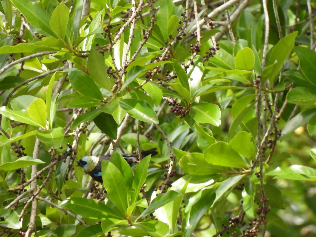 Tangara Cabecidorada - ML659237708
