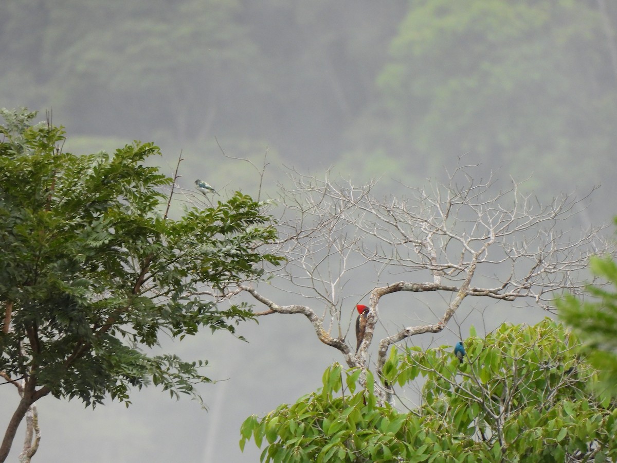 Tangara Golondrina - ML659237744
