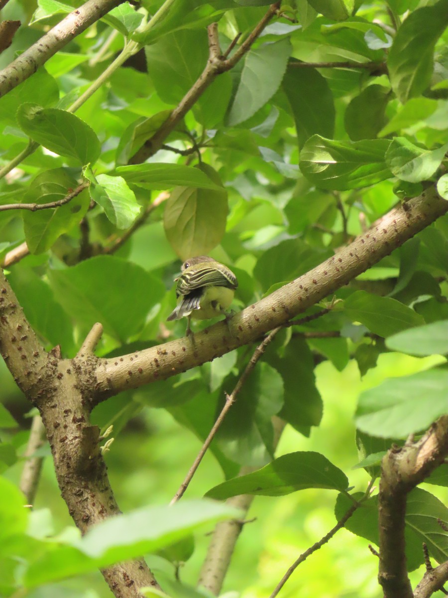 Asian Tit - ML659238079