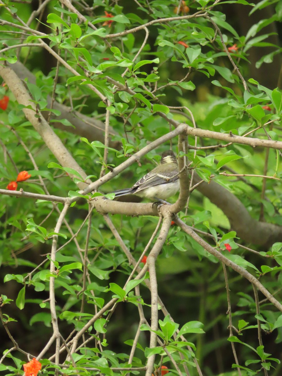 Asian Tit - ML659238080