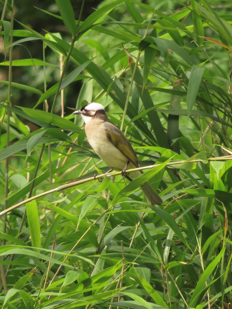 Light-vented Bulbul - ML659238107