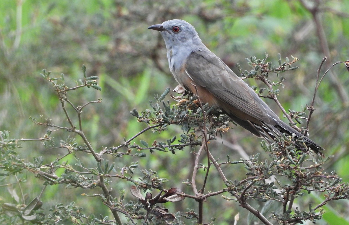 Plaintive Cuckoo - Cacomantis merulinus - Media Search - Macaulay ...