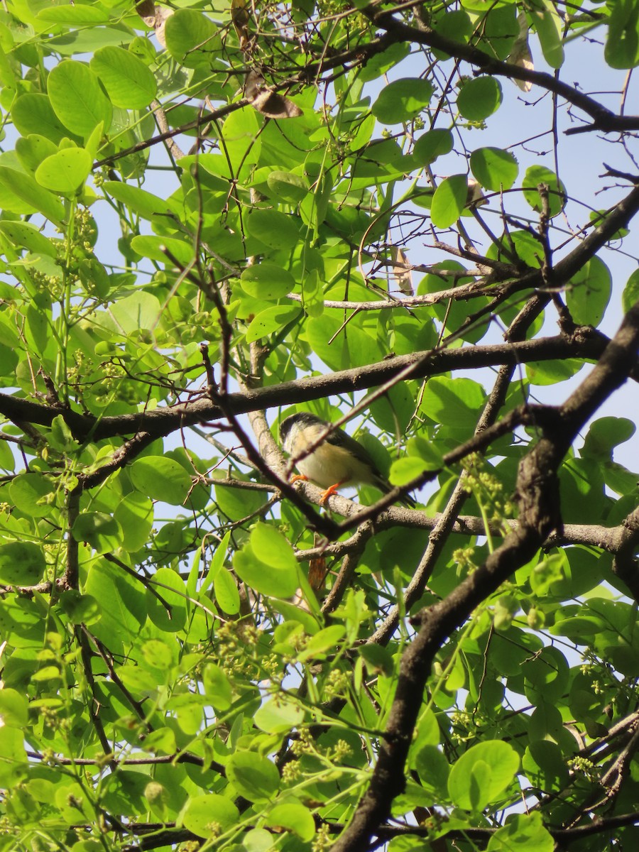 Black-throated Tit - ML659238332